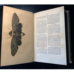 EB359 - Blanchard – Histoire naturelle des Insectes Orthopters,...